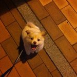 [사진有] 우리집 악동들 별이달이!!♥♥
