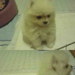 개냥이가 아닌 고멍이 <b>잔디</b>