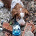 40시간 <b>땅</b> 속에 묻혔던 강아지