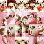 강아지<b>하트</b>