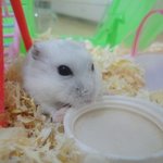 ☆우리집 햄스터 숨막히겠어요☆