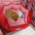 ☆★나의 두번째 사랑스런 <b>보물</b> (포메) '포~리'★☆