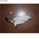 <b>미드</b> 뺨치는 고양이 수사대ㅋ