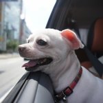 3탄. 고양이&amp;개 산책하기.