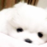 나쁜놈들한테 말티+<b>포메</b> 믹스견을 사기당했지만!! 세상에서 제일 예쁜...