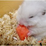 잘 나온 햄스터 사진 보실<b>라우</b>~?