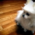 ♡스압) 화이트포메라니안 뽀미를 소개합니다♡(+수정)