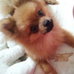 (스압)★☆우리집을개판으로만든갈색<b>포</b><b>메</b>라이안포비를소개합니다☆★