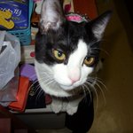 2개월된 이쁜 아깽이들 데리고 가쎄요!! [※스압 주의※]