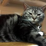 매력터지는 고양이 카페 알바이야기 ㅋㅋㅋ