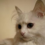 [[[++사진추가++]]] 우악한 <b>멍멍이</b>와 우아한 냥이의 동거이야기!