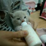 사랑스런 치즈태비 냥이 "애기" 의 스펙타클 성장ㅎㅎㅎㅎㅎㅎㅎㅎ