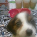 비글비글비그리 (그냥 우리 순이)