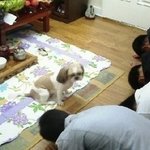 대륙의 흔한 개<b>포스</b>