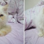 4탄. 고양이 성장기