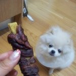 5탄★화이트<b>포</b><b>메</b> 훈남 모모차르트를 소개하오★