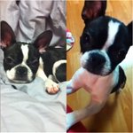 ★★★사진有] 얼짱 <b>보스턴</b>테리어★★★스압