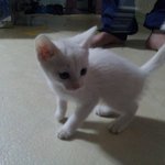 ♥귀요운 야옹이 허브를 소개합니다!♥