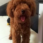 (사진有)애<b>푸리</b> 푸들 미용 전 ↔ 후 !!