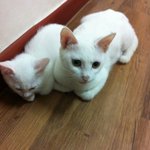 여자사람과일곱마리고양이 2