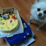 제발저희강아지좀...보신분계세요?<의정부>