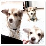 정말 귀여운 할머니 <b>한비</b>~!