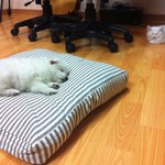 [[[++2탄 !! 사진++]]] <b>우악</b>한 멍멍이와 우아한 냥이의...