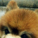 (사진有)저희 집 강아지가 겁이 너무 많아요,, ㅠㅠ