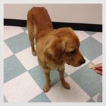 안락사 직전에 데려온 라이온킹!