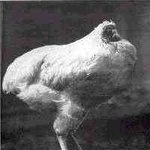 [[[[머리없이 18개월을 산 닭 마이크]]]]사진有有有