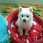 [스피츠] 오파닥 성장일기 !!