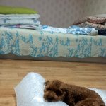 [<b>짱아</b>] 5초만에 만드는 강아지침대