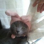 ★★사진有, 동영상有) 새침떼기 새벽양과 포스작렬카리스마 왕자군★★