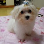 (사진 有) 우리 거뉘 유기견<b>st</b>에서 완전훈남<b>st</b> 성장기^^*