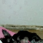 ☆★(※스압스압)3대악마견 짜장이 육아일깅 두번쨍☆★