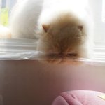 [번외편] 그들만의 일상_<b>개당</b>당&amp;개춘삼