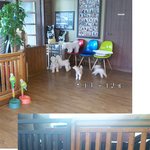 [ 후기 ] <b>대낮</b> 도로에 애견유기!!