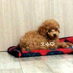 (사진有) 귀<b>염주</b>의 푸들오수 소개♡