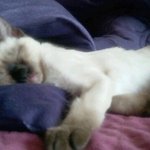 ★돌아온샴 쌍둥이 <b>솔</b>,방울 2탄★스압주의!!!!!