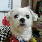 말티즈 무료<b>분양</b> 합니다.