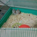 ♥<b>천둥</b>번개소리듣고 놀란 햄스터들