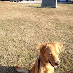 [2탄] 안락사 직전에 데려온 라이온킹! (+괭이페릿)