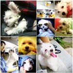 ♥  도와주세요..!사진동영상.