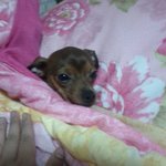 ★★★★★★★★이중인격강아지 <b>토토</b>를소개함니당★★★★★★★★★