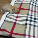 [고양이분양] 귀욤열매 과다섭취한 비주얼 甲 아기 고양이