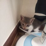 ★★아기고양이  '<b>궁디</b>팡팡'♥