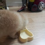 ★스압주의★포메라니안＊함께 행복을 나눈지 45일이 된 내동생