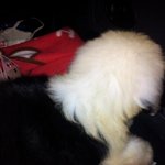 (사진有)**대형견 콩이와의 10개월 동거일기**(사진대빵많음)