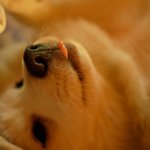 [[[++3탄 ! 사진+동영상 ++]]] 우악한 멍멍이와 우아한...