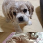 (사진多有) 수컷이라 이름도 수컷 꽃코카